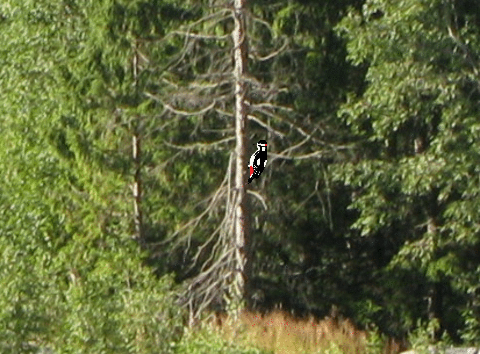 Specht